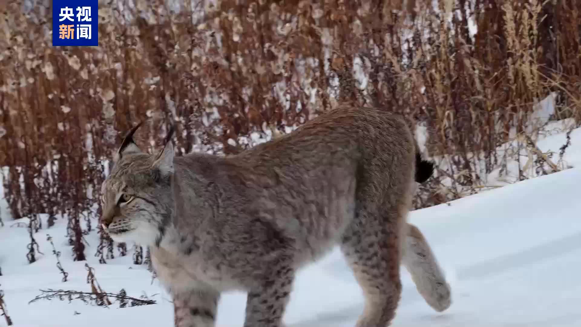 如果没有人类，世界属于大猫-虎嗅网, image size:1920x1080